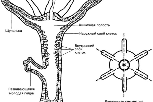 Ссылка кракен зеркало тор